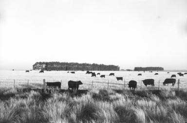 La Pampa, Argentinia  - copyright Lisl Steiner